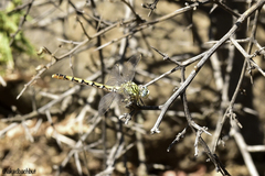 Onychogomphus lefebvrii