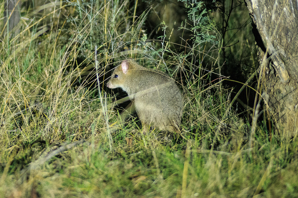 Eastern Bettong from Gungahlin, ACT, Australia on June 24, 2022 at 06