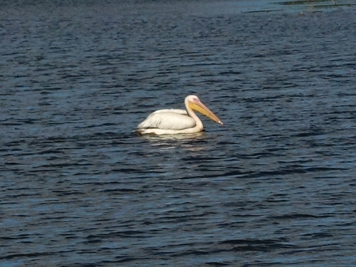 Great White Pelican (Pelecanus onocrotalus), photo 10