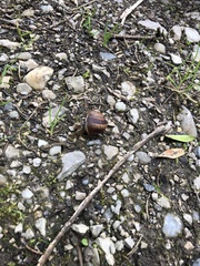 Helix lucorum