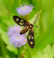 Thyrassia