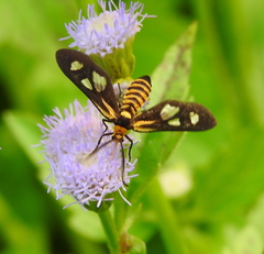 Thyrassia