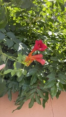 Campsis radicans