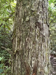 Acer rubrum rubrum