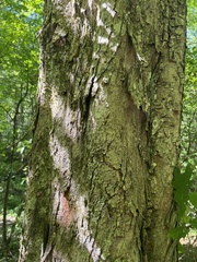 Acer rubrum rubrum