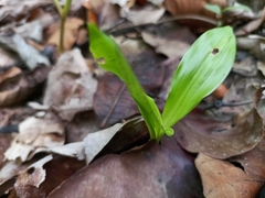 Eulophia diffusiflora