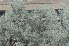 Elaeagnus angustifolia