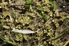 Elatine macropoda