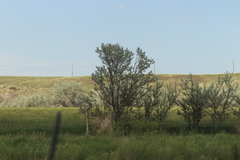 Elaeagnus angustifolia