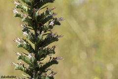 Echium glomeratum