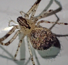 Mimetus eutypus