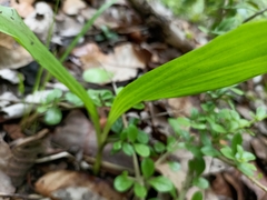 Eulophia diffusiflora