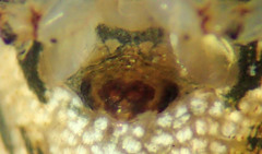 Mimetus eutypus