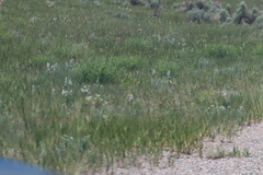 Penstemon albidus