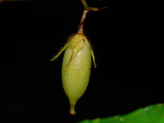Fieldia