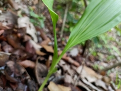 Eulophia diffusiflora