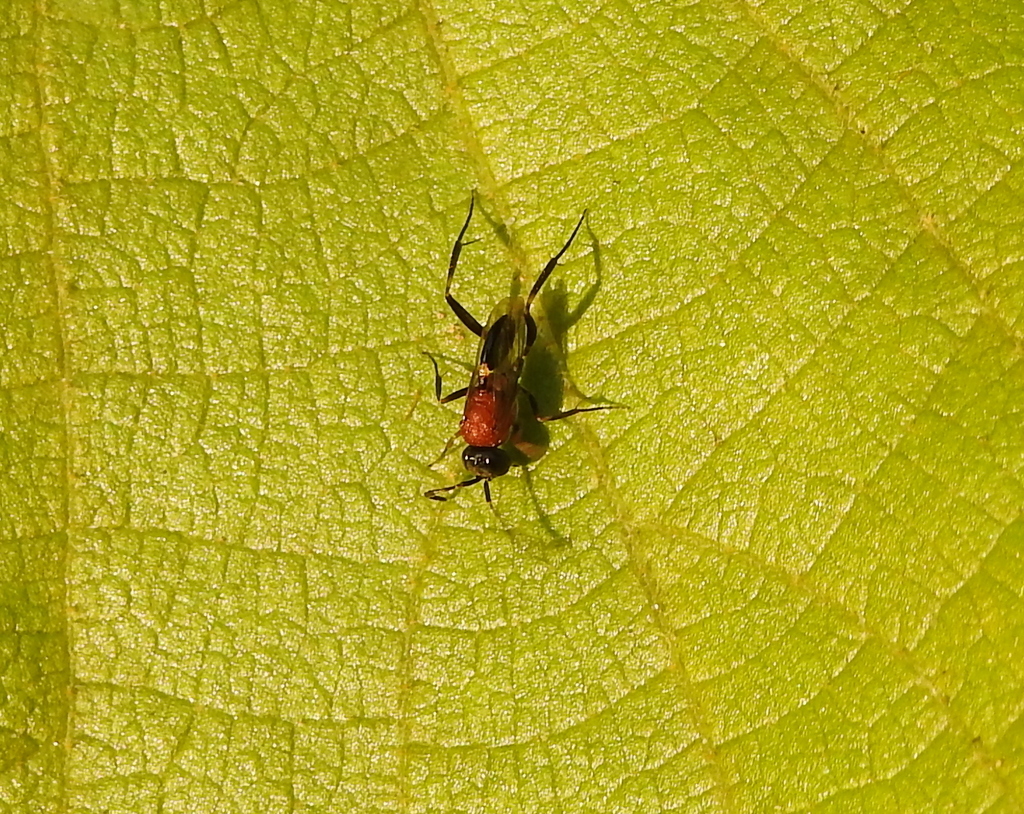 Prosevania erythrosoma