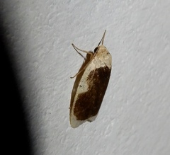 Pseudoblabes oophora