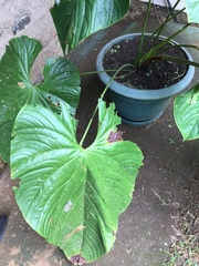 Anthurium formosum