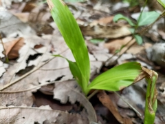 Eulophia diffusiflora