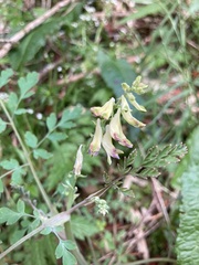 Corydalis ophiocarpa