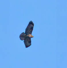 Buteo buteo insularum