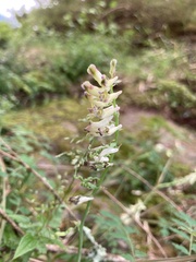 Corydalis ophiocarpa