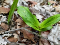 Eulophia diffusiflora