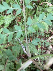 Corydalis ophiocarpa