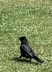 Corvus corone