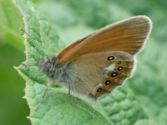 Coenonympha