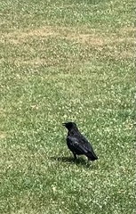 Corvus corone
