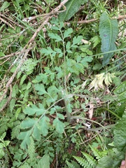 Corydalis ophiocarpa