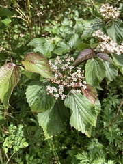 Viburnum betulifolium