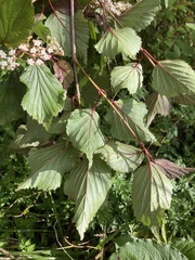 Viburnum betulifolium