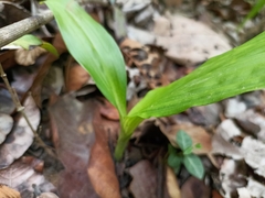 Eulophia diffusiflora