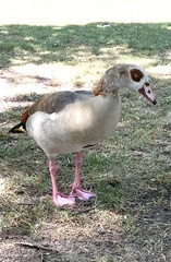 Alopochen aegyptiaca