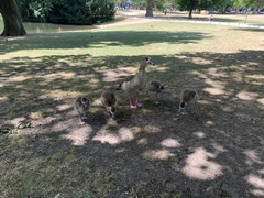 Alopochen aegyptiaca