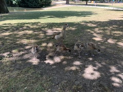 Alopochen aegyptiaca