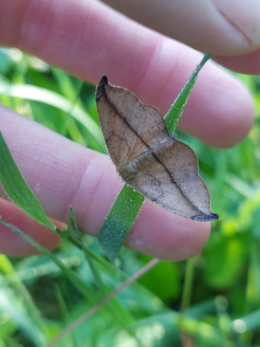 Juniper Geometer Moth