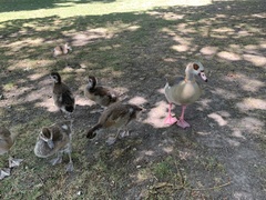 Alopochen aegyptiaca