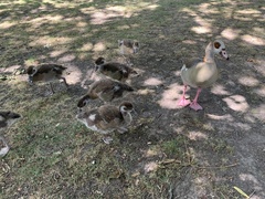 Alopochen aegyptiaca