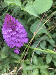 Anacamptis pyramidalis