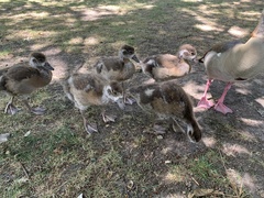 Alopochen aegyptiaca