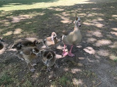 Alopochen aegyptiaca