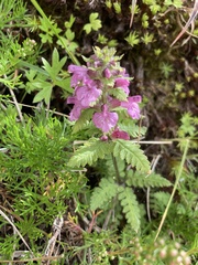 Pedicularis refracta transmorrisonensis