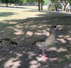 Alopochen aegyptiaca