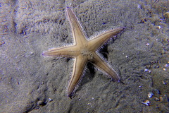 Astropecten irregularis