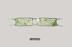 Trieres chinensis
