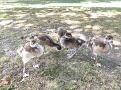 Alopochen aegyptiaca